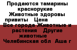 Продаются тамарины краснорукие . Животные здоровы привиты › Цена ­ 85 000 - Все города Животные и растения » Другие животные   . Челябинская обл.,Аша г.